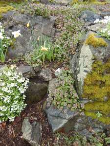 purple dead nettle, red deadnettle, dead-nettle, purple archangel, Lamium purpureum, garden Victoria BC Pacific Northwest