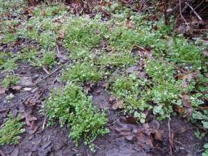 Hairy bittercrest, weed, Cardimine hirsuta flexuosa garden Victoria, Vancouver Island, BC, Pacific Northwest