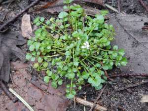 Hairy bittercrest, weed, Cardimine hirsuta flexuosa garden Victoria, Vancouver Island, BC, Pacific Northwest
