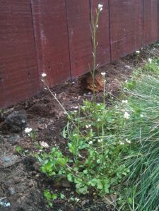 Hairy bittercrest, weed, Cardimine hirsuta flexuosa garden Victoria, Vancouver Island, BC, Pacific Northwest