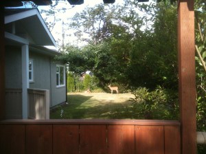 urban black tail deer tree garden Victoria, Vancouver Island, BC, Pacific Northwest