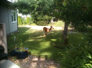 urban black tail deer tree garden Victoria, Vancouver Island, BC, Pacific Northwest