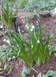 Leucojum, summer snowflake, garden Victoria, Vancouver Island, BC, Pacific Northwest