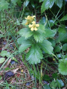 garden Victoria, Vancouver Island, BC, Pacific Northwest