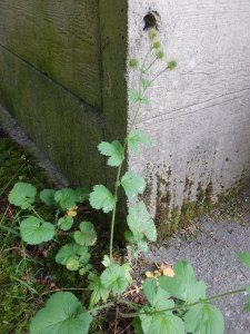 garden Victoria, Vancouver Island, BC, Pacific Northwest