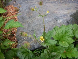 garden Victoria, Vancouver Island, BC, Pacific Northwest
