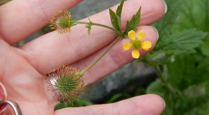 Geum macrophyllum – Large-Leaved Avens