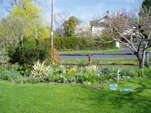 Hyacinthoides hispanica – spanish blue bells garden Victoria, Vancouver Island, BC, Pacific Northwest