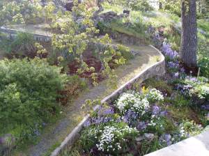 Hyacinthoides hispanica – spanish blue bells garden Victoria, Vancouver Island, BC, Pacific Northwest