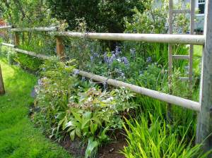 Hyacinthoides hispanica – spanish blue bells garden Victoria, Vancouver Island, BC, Pacific Northwest