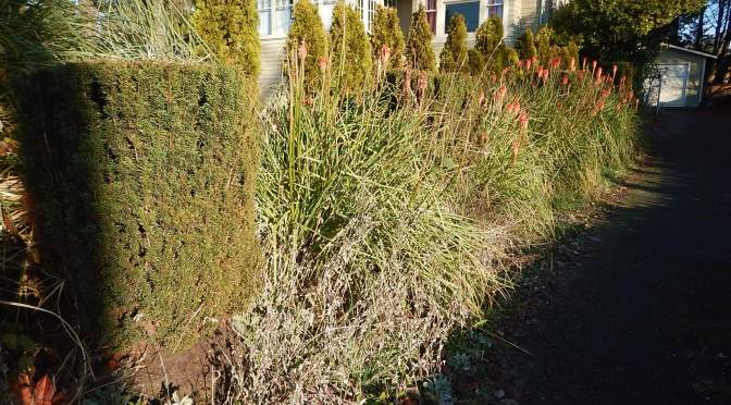 Red-Hot Pokers in Winter