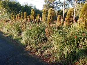 red hot poker kniphofia garden Victoria, Vancouver Island, BC, Pacific Northwest