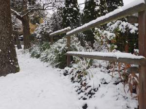 red hot poker kniphofia snow garden Victoria, Vancouver Island, BC, Pacific Northwest