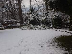 red hot poker kniphofia snow garden Victoria, Vancouver Island, BC, Pacific Northwest
