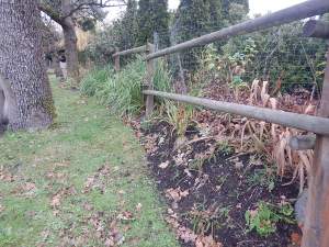 red hot poker kniphofia garden Victoria, Vancouver Island, BC, Pacific Northwest