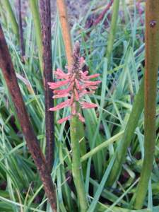 red hot poker kniphofia garden Victoria, Vancouver Island, BC, Pacific Northwest