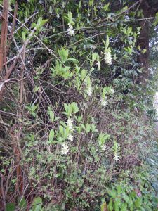 Oemleria cerasiformis, Indian Plum, June plum, Osoberry, Oregon Plum, Indian Peach, garden Victoria, Vancouver Island, BC, Pacific Northwest