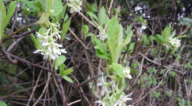 Indian Plum – A Winter Joy