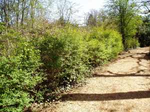 Oemleria cerasiformis, aka Indian Plum, June plum, Osoberry, Oregon Plum, Indian Peach, or Bird Cherry, garden Victoria, Vancouver Island, BC, Pacific Northwest