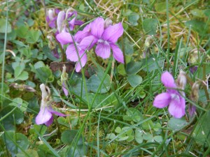 wild violets in lawn, early blue violet, sand violet, western dog violet, hooked spur violet, viola audunca, alaska violet, aleutian violet, viola lnagsdorfii, garden Victoria, Vancouver Island, BC, Pacific Northwest