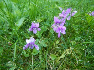 wild violets in lawn, early blue violet, viola audunca, alaska violet, viola lnagsdorfii, garden Victoria, Vancouver Island, BC, Pacific Northwest