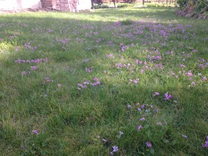 wild violets in lawn, early blue violet, viola audunca, alaska violet, viola lnagsdorfii, garden Victoria, Vancouver Island, BC, Pacific Northwest