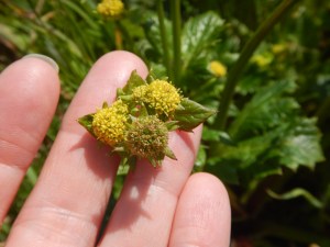 Pacific Sanicle , Gamble weed, Pacific blacksnakeroot,  Sanicula crassicaulis, bloom, garden Victoria, Vancouver Island, BC, Pacific Northwest