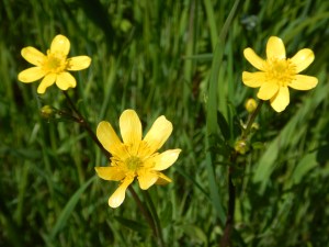 Western Buttercup, Ranunculus occidentalis  garden Victoria, Vancouver Island, BC, Pacific Northwest