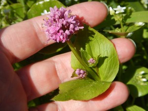 Seablush, shortspur, rosy plectritis, Plectritis congesta garden Victoria, Vancouver Island, BC, Pacific Northwest