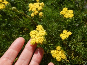 Spring Gold, Lomatium utriculatum , common lomatium; fine-leaved lomatium garden Victoria, Vancouver Island, BC, Pacific Northwest