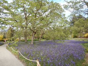 Playfair Park Camas meadow, great camas, Camassia leichtlinii garden Victoria, Vancouver Island, BC, Pacific Northwest