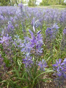 Great Camas, Camassia leichtlinii garden Victoria, Vancouver Island, BC, Pacific Northwest