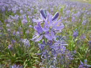 Great Camas, Camassia leichtlinii garden Victoria, Vancouver Island, BC, Pacific Northwest