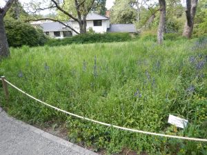 Playfair Park Camas meadow not restored garden Victoria, Vancouver Island, BC, Pacific Northwest