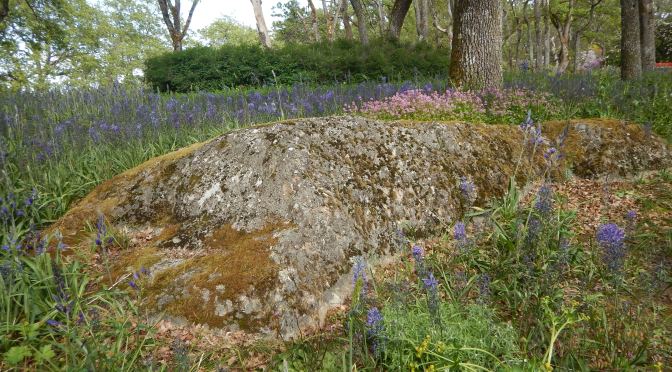 Playfair’s Camas In Bloom