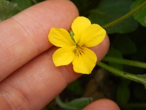 Yellow Montane Violet , Viola praemorsa garden Victoria, Vancouver Island, BC, Pacific Northwest