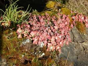 broad leaved stonecrop, spatula-leaved, sedum spathulifolium,, pacific sedum, spoon-leaved, Colorado stonecrop, garden Victoria, Vancouver Island, BC, Pacific Northwest