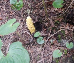 Vancouver groundcone, poque, corn cob, Boschniakia hookeri or Boschniakia strobilacea, garden Victoria, Vancouver Island, BC, Pacific Northwest