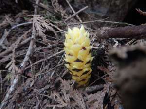 Vancouver groundcone, poque, corn cob, Boschniakia hookeri or Boschniakia strobilacea, garden Victoria, Vancouver Island, BC, Pacific Northwest