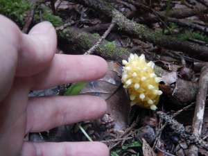 Vancouver groundcone, poque, corn cob, Boschniakia hookeri or Boschniakia strobilacea, garden Victoria, Vancouver Island, BC, Pacific Northwest