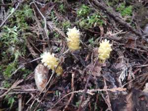Vancouver groundcone, poque, corn cob, Boschniakia hookeri or Boschniakia strobilacea, garden Victoria, Vancouver Island, BC, Pacific Northwest