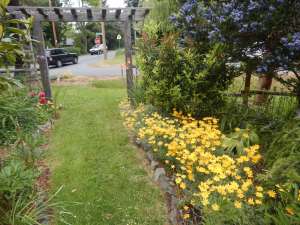 Eriophyllum lanatum, Woolly Eriophyllum, Wooly Sunflower, Oregon Sunshine, woody eriophyllum, wooly daisy, sunshine flower, garden Victoria, Vancouver Island, BC, Pacific Northwest