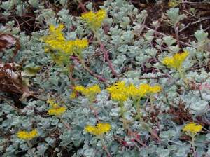 broad leaved stonecrop, spatula-leaved, sedum spathulifolium,, pacific sedum, spoon-leaved, Colorado stonecrop, garden Victoria, Vancouver Island, BC, Pacific Northwest