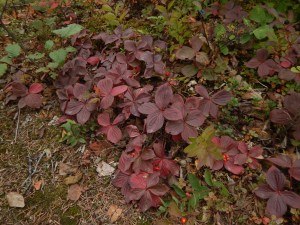 bunchberry, Cornus canadensis, dwarf dogwood,, creeping dogwood, dwarf cornel, crackerberry, native wildflower, garden Victoria BC Pacific Northwest