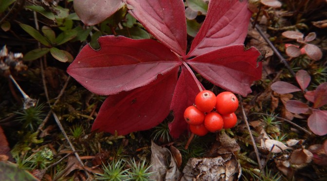 Burgundy Bunchberry