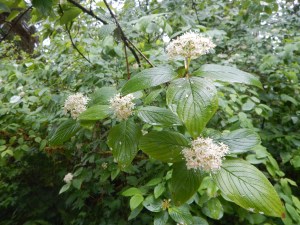 Cornus sericea,  C. stolonifera, C.  alba, C. occidentalis, Swida sericea, red osier dogwood, red-osier dogwood, red willow, red stem dogwood, red twig dogwood, red-rood, creek dogwood, western dogwood, American dogwood, white berries, white flowers, white berry, garden Victoria BC Pacific Northwest