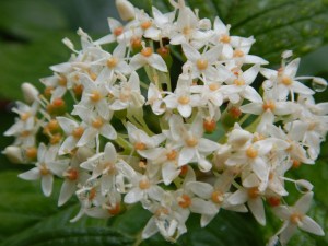 Cornus sericea,  C. stolonifera, C.  alba, C. occidentalis, Swida sericea, red osier dogwood, red-osier dogwood, red willow, red stem dogwood, red twig dogwood, red-rood, creek dogwood, western dogwood, American dogwood, white berries, white flowers, white berry, garden Victoria BC Pacific Northwest