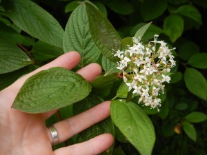 Cornus sericea,  C. stolonifera, C.  alba, C. occidentalis, Swida sericea, red osier dogwood, red-osier dogwood, red willow, red stem dogwood, red twig dogwood, red-rood, creek dogwood, western dogwood, American dogwood, white berries, white flowers, white berry, garden Victoria BC Pacific Northwest