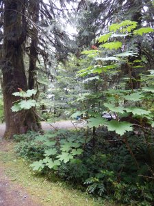 Devil"s Club Oplopanax horridus native wildflower, garden Victoria BC Pacific Northwest
