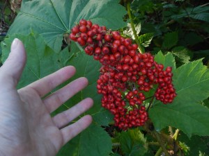 Devil"s Club Oplopanax horridus native wildflower, garden Victoria BC Pacific Northwest